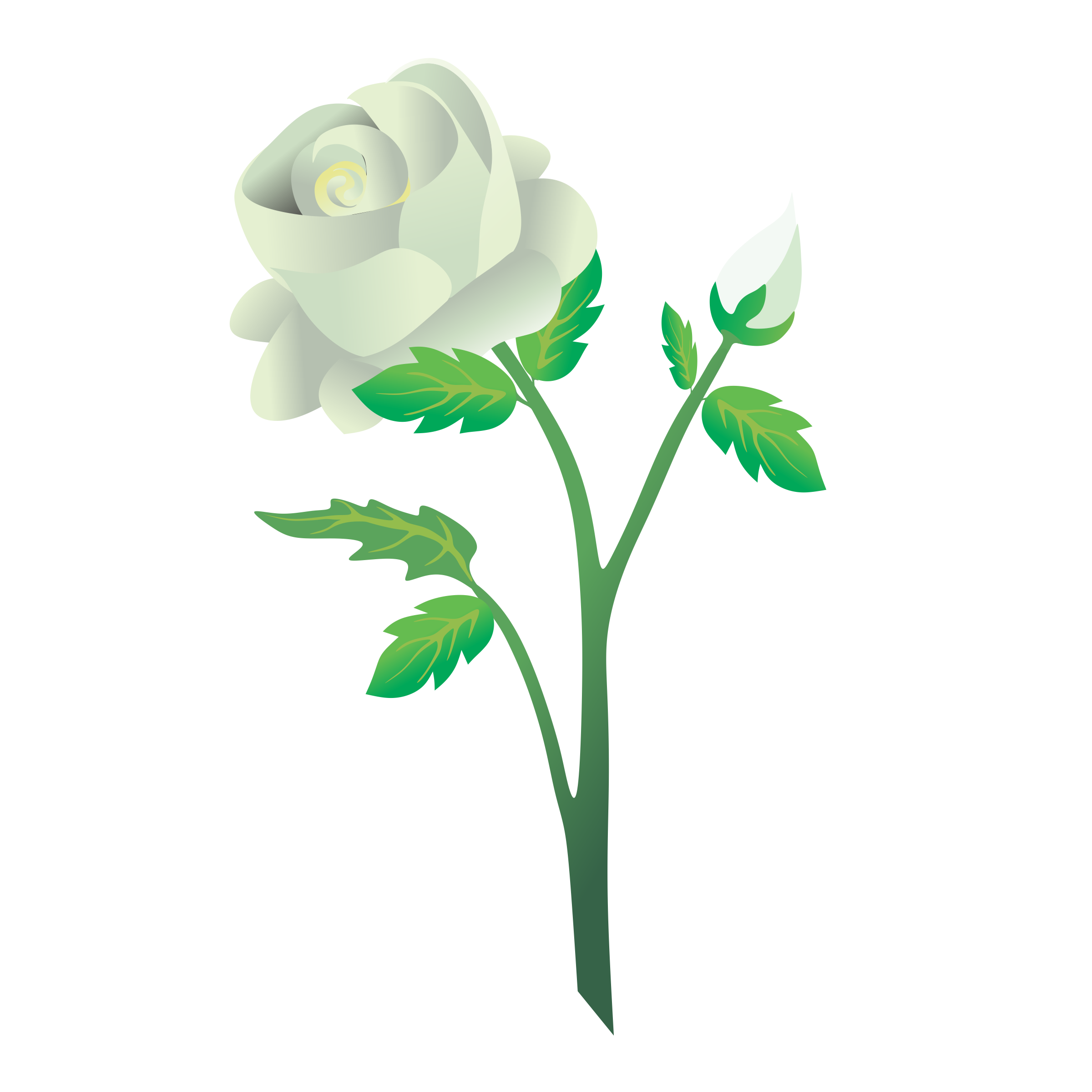 white single rose