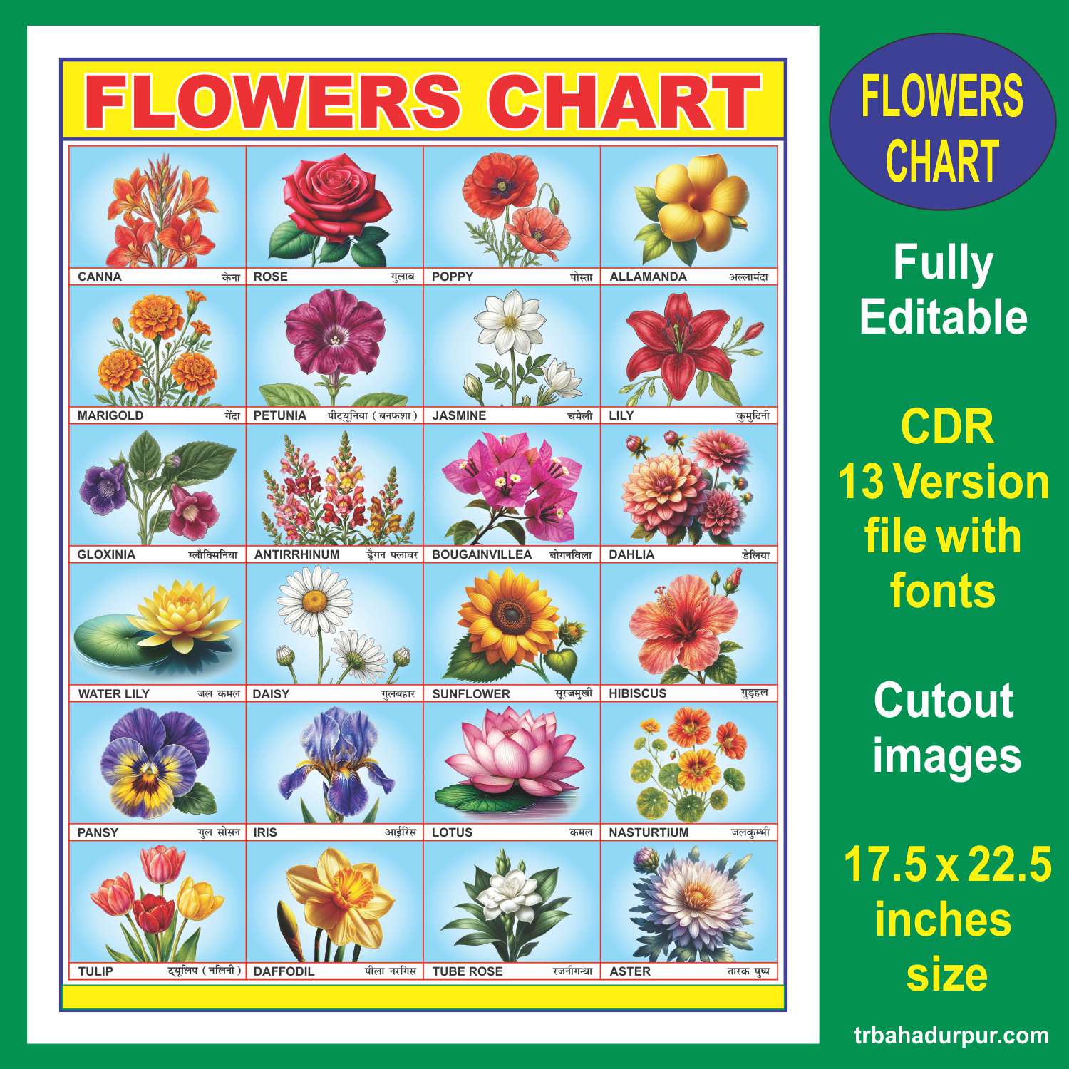 Flowers Chart in English & Hindi